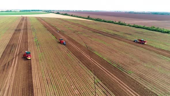 Tractor Harvesting Potatoes in the Fertile Fields of the Farm in July. Agricultural Machinery.