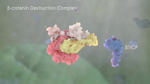 Catenin pathway involved in cancer development