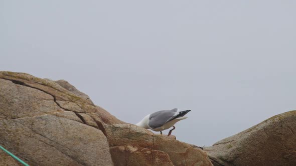 Hungry seagull eating and scavenging food on rock with bird flying slow motion HD 30p