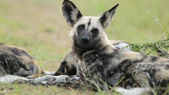 Resting African Wild Dog big ears very attentive to nearby activity