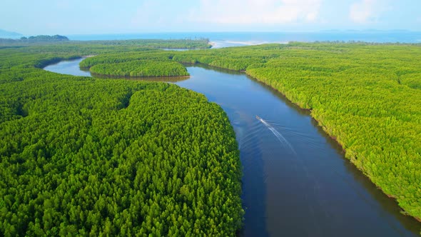 Top view of winding river in tropical mangrove green tree forest in khao jom pa