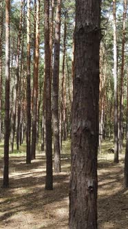 Vertical Video of Forest Landscape with Pine Trees in Summer Slow Motion