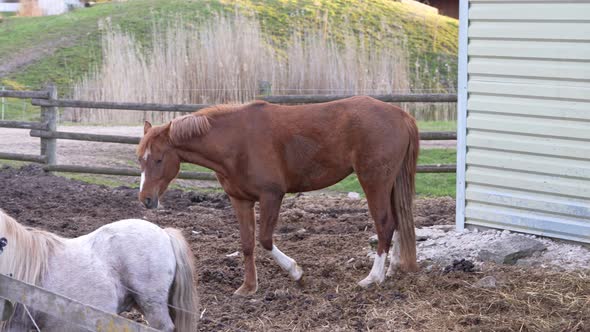 Horses on the Farm