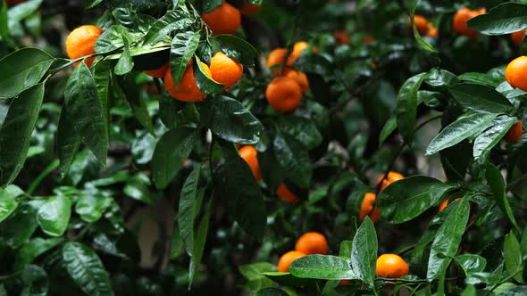 Tangerines Among Green Leaves on Tree Branches