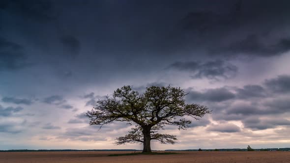 Timelapse Video of a Perfect Tree That Looks Like a Lungs