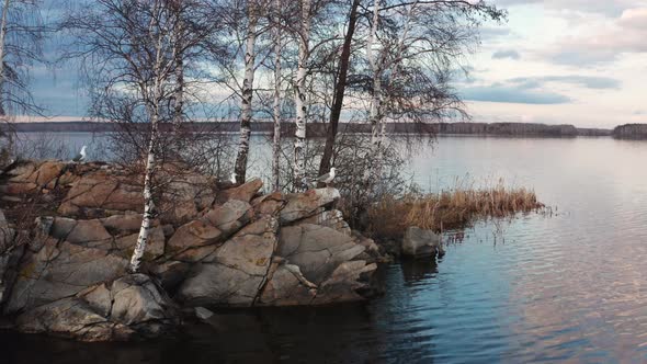 Aerial View of Birds on a Tree on an Island in the Center of the Lake