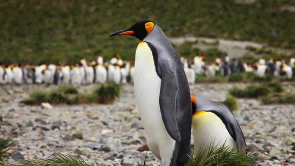 King Penguin Colony on South Georgia