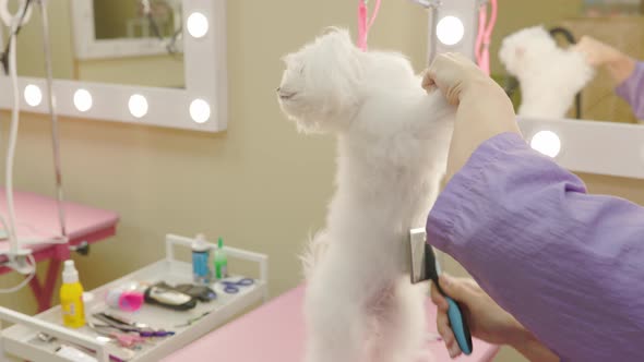 Dog groomer using slicker brush. White maltese, pet grooming salon.