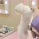 Dog groomer using slicker brush. White maltese, pet grooming salon. - VideoHive Item for Sale