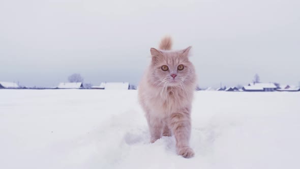 Fluffy Cat Walks Along Snowcovered Meadow By Village