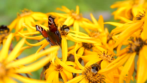 Butterflies on Yellow Late Summer Flowers