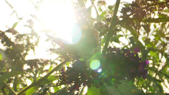 Pull In Shot of Orange Monarch Butterfly on Purple Flower