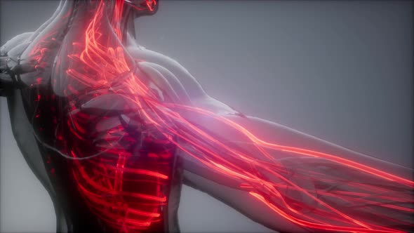 Blood Vessels of Human Body alt