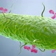 Antibodies Attacking a Bacterium - VideoHive Item for Sale