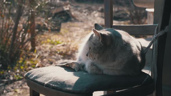 Homeless Gray Cat Lies on a Shabby Chair on the Street