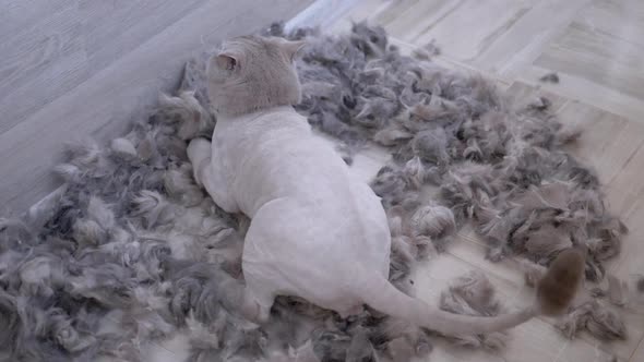 Gray British Domestic Cat Jumps From a Height to the Floor in a Pile of Wool