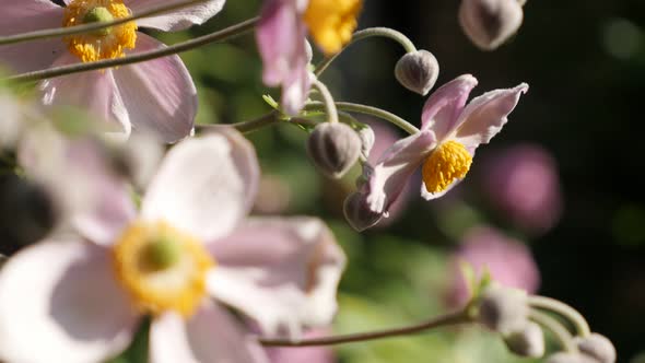 Shallow DOF Japanese anemone hybrida flower 4K footage