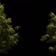Green trees with alpha channel - VideoHive Item for Sale
