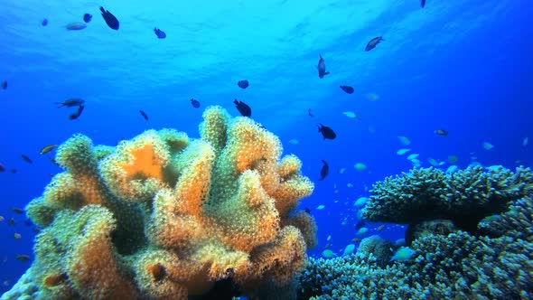 Marine Life Coral Garden