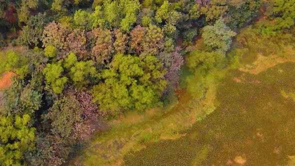 Aerial: top down view of trees in autumn in wetland environment