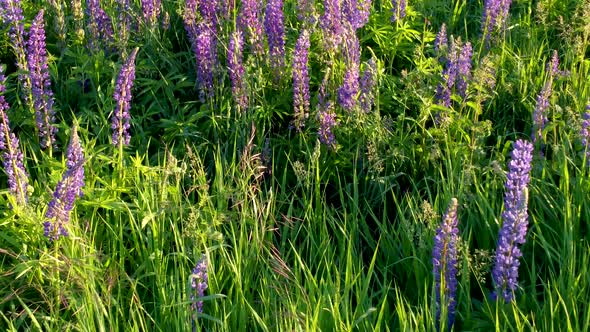 Flight Over a Field with Flowers at Sunset