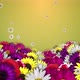 Spring Flowers - VideoHive Item for Sale