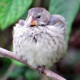 Sleeping Darwin's Finch - VideoHive Item for Sale
