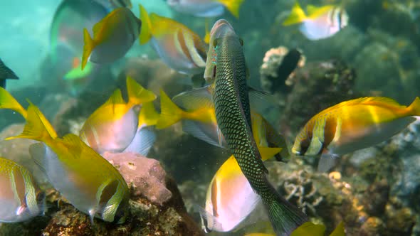 School of Virgate Rabbitfish or Siganus Virgatus or Two Barred Rabbitfish Swimming Among Tropical