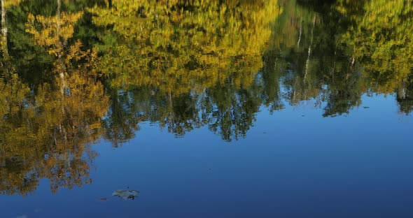 The pond Sainte Perine, Forest of Compiegne, Picardy, France.