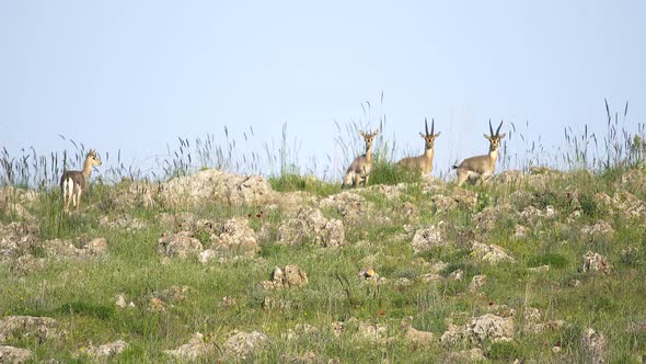 Gazelle Herd on the Ridge of a Hill