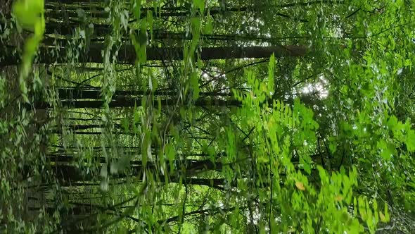 Vertical Video of a Forest with Trees in Ukraine