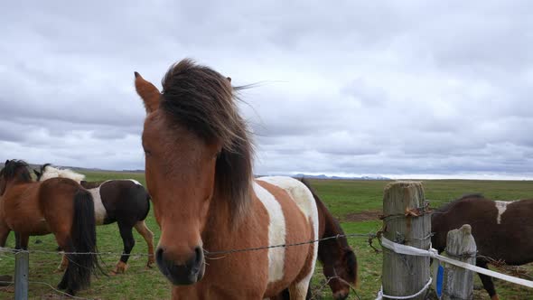 Closeup View of Icelandic Horses Standing on Grassy Field