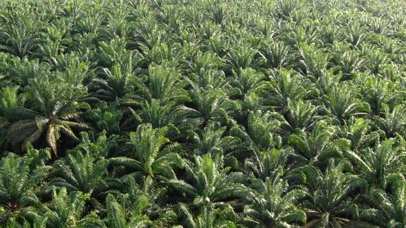 Aerial view of tropical nature with green palm trees