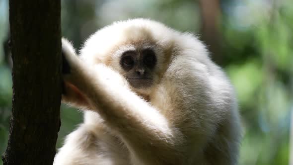 Gibbon in forest_Gibbon playing in trees_ White Gibbon Primate