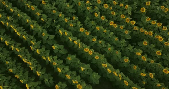 Drones Take Off By The Yellow Field Of A Sunflower