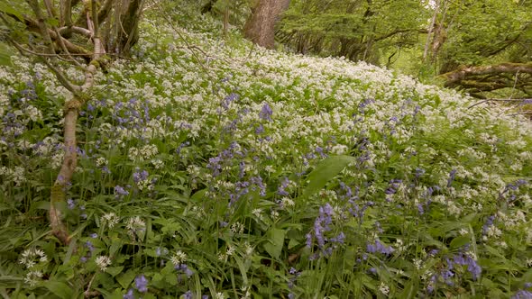 Springtime scene in an English woodland with Ramsons and Bluebells covering the ground, panning shot