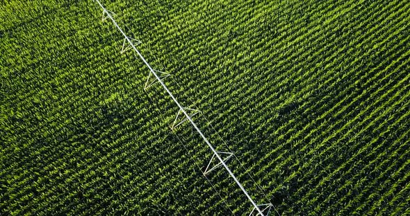 Corn Field From Above with Water Irrigation Machine