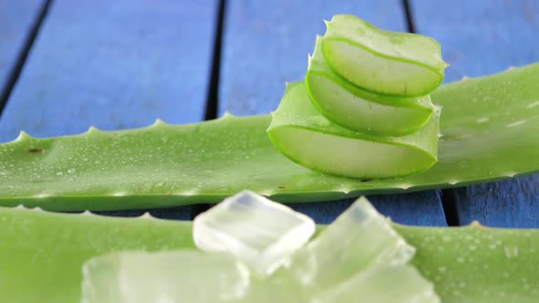 Aloe Vera leaves. Aloe Vera gel is very useful herbal medicine for skin care