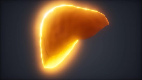 Loop 3d Rendered Medically Accurate Animation of the Human Liver