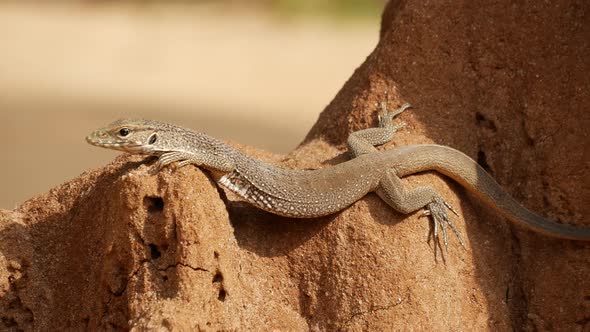 Close up from a Lizard warming up in the sun