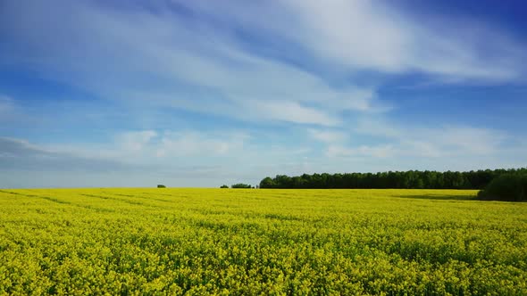 Beautiful Flowering Rapeseed Field, Timelpase