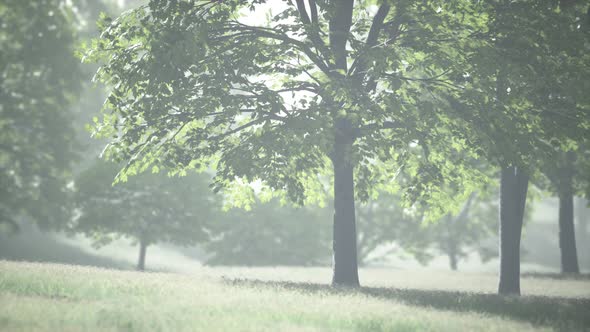 Maple Leaves in the Wood