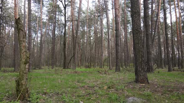 Forest Landscape Aerial View Ukraine