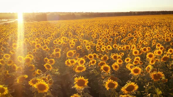 Evening Field With Blooming Sunflowers 19