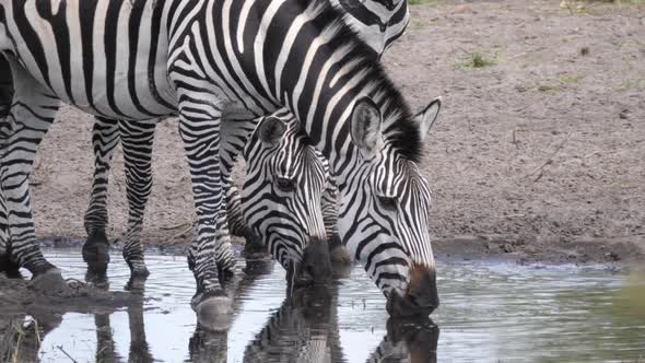 Close up from zebras drinking from a waterhole 