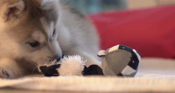 Small Husky Puppy Playing With Chewing Toy