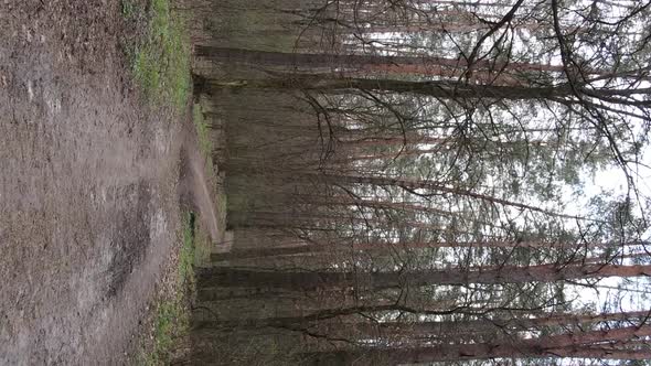 Vertical Video of a Road in the Forest Slow Motion