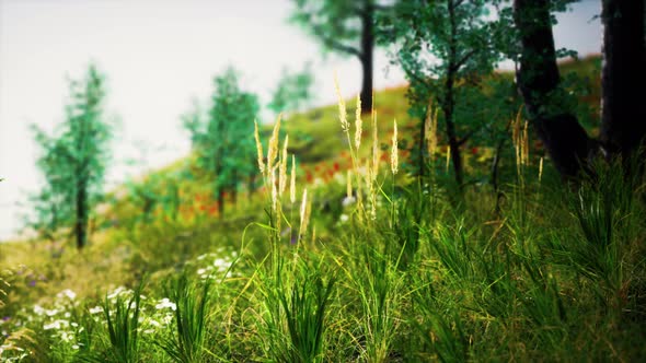 Grass Field and Forest Trees