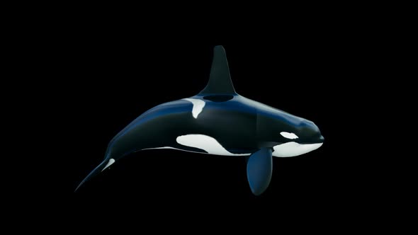 Killer Whale Orca Swimming