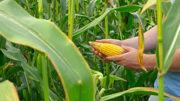 Growing Corn By Farmers on an Industrial Scale